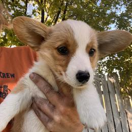 Pembroke Welsh Corgi Puppies from Shells’ Corgis