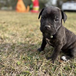 Green - Black brindle male Cane Corso puppy in Opelousas, Louisiana from Azelees Cane Corso