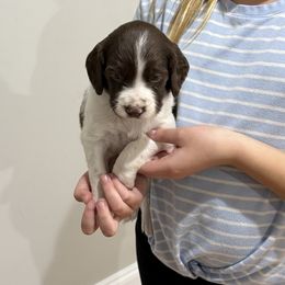 Reese (Boy 4) - Liver and white male Brittany puppy in Claxton, Georgia from Bull Creek Kennels