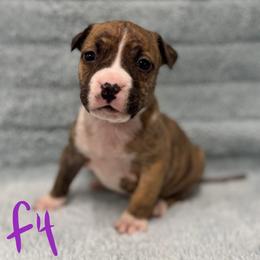 Girl 4 - Red brindle female American Pit Bull Terrier puppy in Nine Mile Falls, Washington from Bartin Kennels