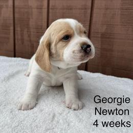 Georgie AKC - Black tan and white male Beagle puppy in Rogersville, Missouri from Hales Little Beagle Haven