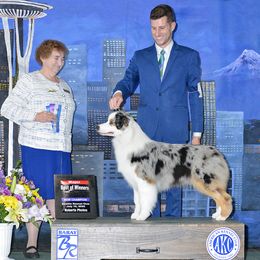 Baker - Australian Shepherd