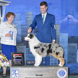 Baker - Australian Shepherd
