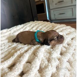 Pinto - Cream male Dachshund puppy in Molino, Florida from Dooney's Dachshunds