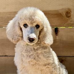 Puffball - Cream male Poodle puppy in Arroyo Grande, California from Ever So Clever Poodles