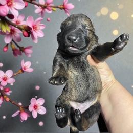 Laverne - Sable female German Shepherd puppy in Oakland, Oregon from VHM German Shepherds