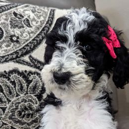 Dolores - Black and white Sheepadoodle puppy in Cleburne, Texas from DoodlesOjoy