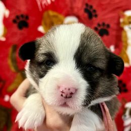 Tootsie (Zero) - Sable Pembroke Welsh Corgi puppy in Fallbrook, California from Le Rêve Corgis