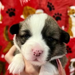 Tootsie (Zero) - Sable Pembroke Welsh Corgi puppy in Fallbrook, California from Le Rêve Corgis