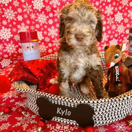 Goldendoodle Puppies from Cocoa Doodles