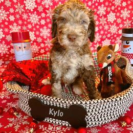 Goldendoodle Puppies from Cocoa Doodles