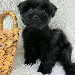 Velvet - Black female Miniature Schnauzer puppy in Sylvania, Georgia from Southern Sky Miniature Schnauzers
