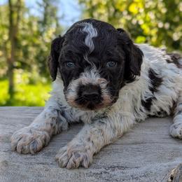 Sparkle - Brown roan female Lagotto Romagnolo puppy in West Jordan, Utah from Salt Lake Lagotto
