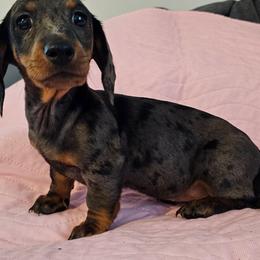 November - Black and tan female Dachshund puppy in El Paso, Texas from Mells Weenies