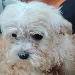 Aurora - White female Maltipoo puppy in Neosho, Missouri from Cooley's Cuddle Pups