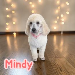 Mindy - Cream female Poodle puppy in Port Orange, Florida from Daytona’s Standard Poodles