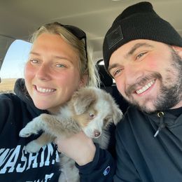 Miniature American Shepherd Puppies from Elite Miniature American Shepherds