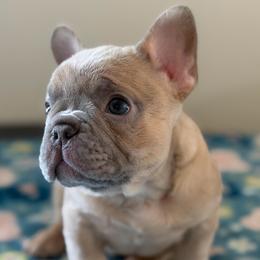 Butterbean - Fawn male French Bulldog puppy in Dundalk, Maryland from Anthony Hynes