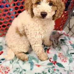 Assorted Doodle Crosses and Cavapoo Puppies from Porchlight Puppies