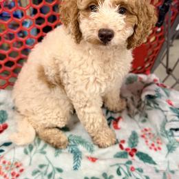 Assorted Doodle Crosses and Cavapoo Puppies from Porchlight Puppies