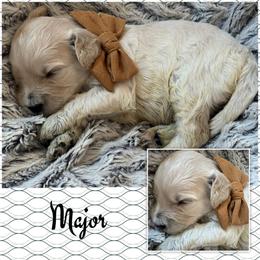 Major - Cream male Goldendoodle puppy in Ankeny, Iowa from Iowadoodles2love