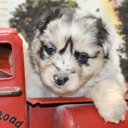 Blue Merle Female1 - Blue merle female Miniature Australian Shepherd puppy in Ronan, Montana from Dirt Road Aussie’s of Montana