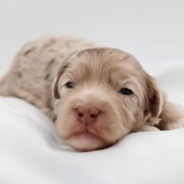 Ron - Chocolate male Havapoo puppy in Hendersonville, North Carolina from Grayfinn House