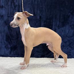 Fort Knox - Fawn male Italian Greyhound puppy in Vienna, Georgia from Marchwind Farm