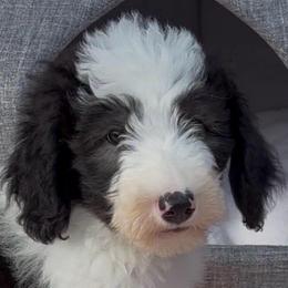 Candi - Black and white female Sheepadoodle puppy in Joelton, Tennessee from PC Pampered Parti's
