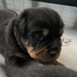 Rottweiler Puppies from Von Zak Kennels