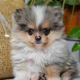 Bubbles - Tri-colored male Pomeranian puppy in Santa Clarita, California from Hollywood Mini Pets