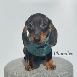 Chandler - Black and tan male Dachshund puppy in Royse City, Texas from Truehearted Miniature Dachshunds