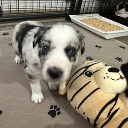 Border Collie Puppies from Roaring River Border Collies