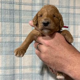 Geneva - Apricot female Poodle puppy in Detroit Lakes, Minnesota from Pickerel Pups