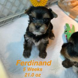 Ferdinand - Black and tan male Yorkshire Terrier puppy in Ashland, Kentucky from Yorkie Paw