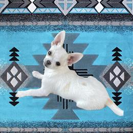 Chihuahua Puppies from Millers Chihuahuas