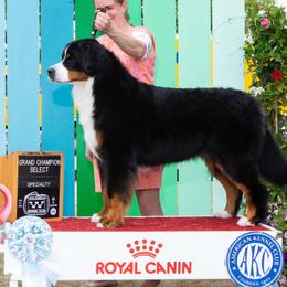 Bernese Mountain Dogs from Tollhaus