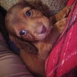 Dachshund Puppies from Nikas Baby Beanz LH Dachshunds