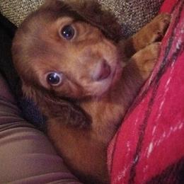 Dachshund Puppies from Nikas Baby Beanz LH Dachshunds