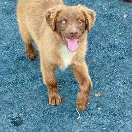 Tri male 3 - Red tri male Miniature Australian Shepherd puppy in Lemon Cove, California from Magic Ranch Mini Aussies