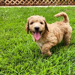 Goldendoodle Puppies from Lucky's Doodlez