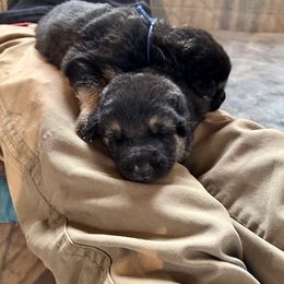German Shepherd Puppies from Bear Lake Shepherds