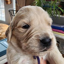 Mr. Purple - Golden male Golden Retriever puppy in Phoenix, Maryland from Tamarind Goldens