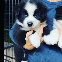 Australian Shepherd and Miniature Australian Shepherd Puppies from L Bar W Aussie Ranch