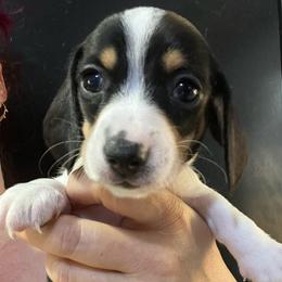 Roy Boy 3 - Piebald male Dachshund puppy in Bigfork, Minnesota from Dachshunds Up North