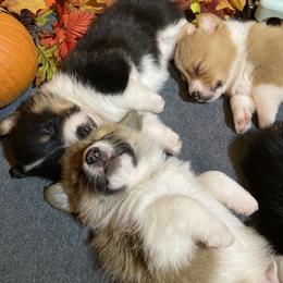 Pembroke Welsh Corgi Puppies from McKay Corgi's