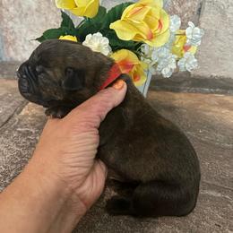 Red collar - Chestnut brindle male Cane Corso puppy in Tucson, Arizona from Cane Corso Friends