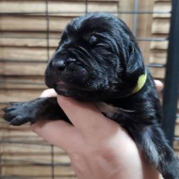 Lime Collar Female - Chestnut brindle female Cane Corso puppy in Lewistown, Montana from Corsi Amore Kennels