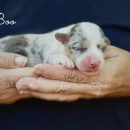 Boo - Blue merle and white male American Corgi puppy in Cameron, North Carolina from Butts Family Corgis