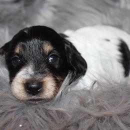 Boy 3 - Black and tan male Dachshund puppy in Craig, Colorado from Rocky Mountain Shih Tzus and Dry Creek Miniature Dachshunds